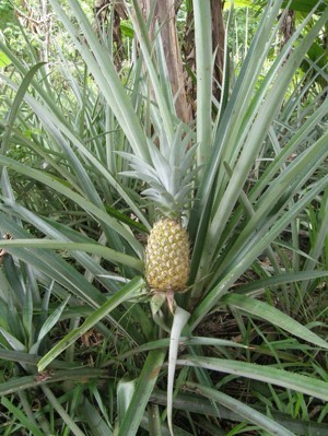 where do pineapples grow from trees or the ground