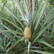 Growing Your Own Pineapples