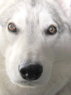 white dog portrait