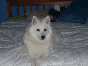 White dog on bed.