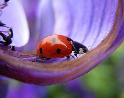 ladybug on purple lilac flower petal
