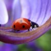 ladybug on purple lilac flower petal