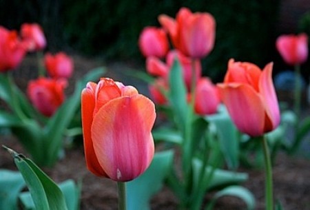 Tulips