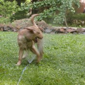 Dog playing in sprinkler.