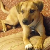 Tan dog with white feet.