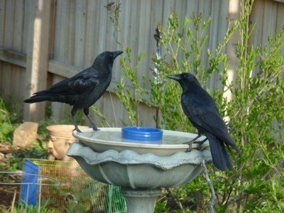 ravens on birdbath