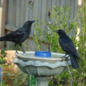 ravens on birdbath