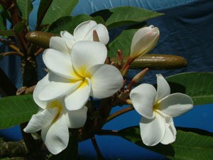 Plumerias