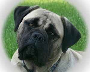 Buff and Black Bullmastiff dog with Grass in the background.