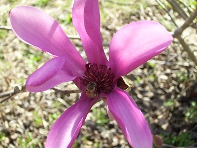 Tulip Tree