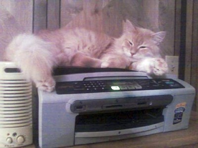 Cat lying on printer.
