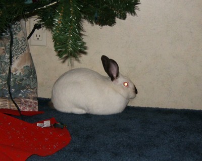 White rabbit with dark ears.
