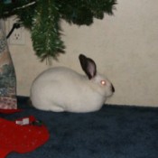 White rabbit with dark ears.