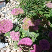 A flowering succulent.