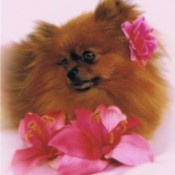 Red Pomeranian surrounded by pink flowers.