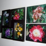 Flower photos.
