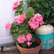 Grow Cuttings To Give Away