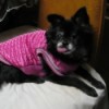 Chihuahua in pink coat.