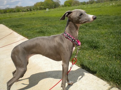 Italian Greyhound standing.