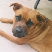 Closeup of brown dog.
