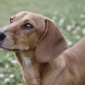 Shorty the Dachshund