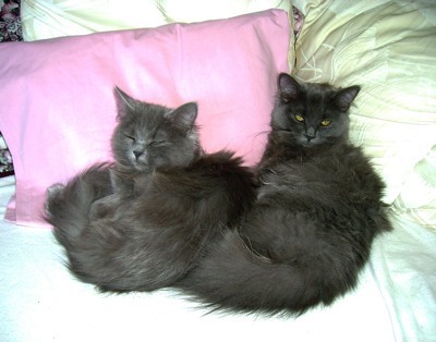 Two black cats.