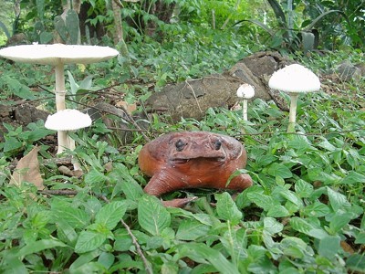 Frog in garden.