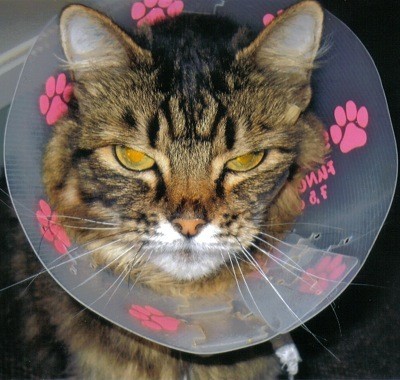Cat with cone on.