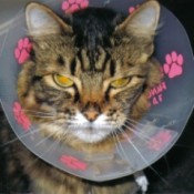 Cat with cone on.