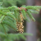 pine cone hanging in a tree