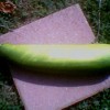 A giant homegrown zucchini