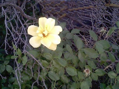 Simple yellow rose.