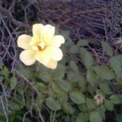 Simple yellow rose.