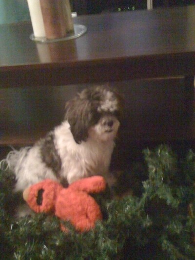 Roxxy (Shih Tzu) - Black and white dog with stuffed Elmo doll.