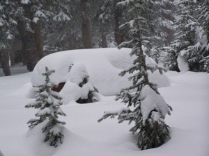 Snow covered trees.