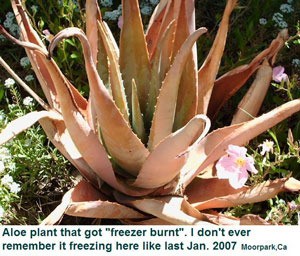 Recovering Aloe Plant Thriftyfun