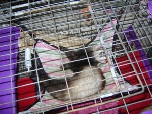 ferret in a hammock in its cage