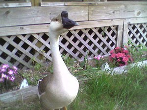 Large white goose.