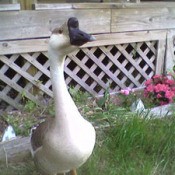 Large white goose.