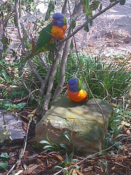 Two colorful lorikeets at a zoo.