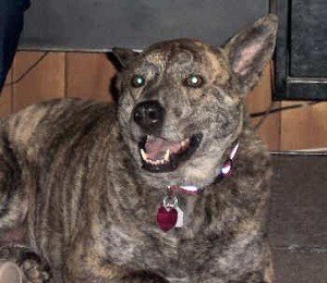 brindle dog