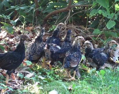 Dark younger chickens.