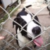 Panda (Pit Bull) - black and white Pit in kennel