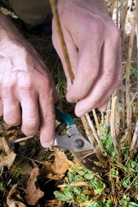 Hands with pruning shears cutting back plant.