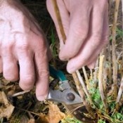 Hands with pruning shears cutting back plant.