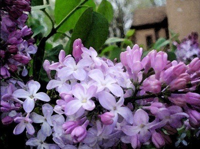 Garden: Lilac