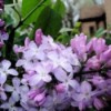 Garden: Lilac