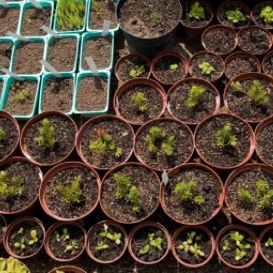 Closeup of small seed pots with small plants sprouting.