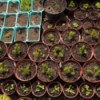 Closeup of small seed pots with small plants sprouting.