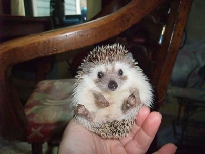 Elvis (Pygmy Hedgehog)